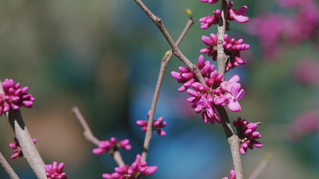 Árboles de magnolia en el jardín botánico fondo floral de primavera