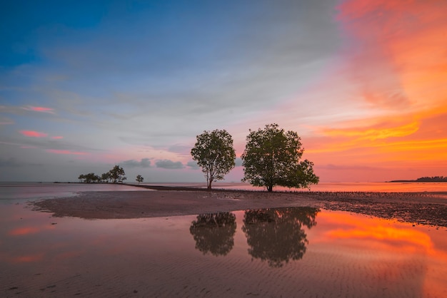 Árboles de mangle al atardecer en la isla de Batam Melayu Beach