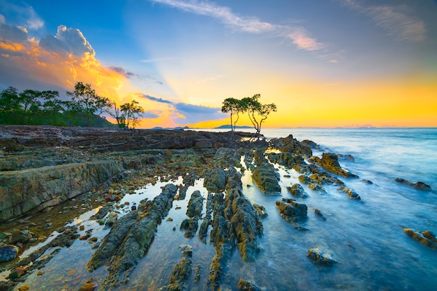 Árboles de mangle y coral en la playa de Tanjung Pinggir en la isla de Batam al atardecer