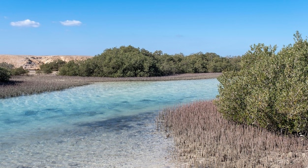 Árboles de mangle en la orilla del estrecho de agua del mar rojo parque nacional ras mohammed sinai peninsulaforest