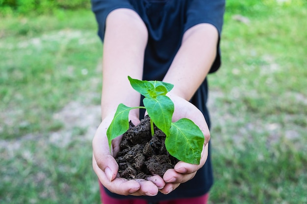 Árboles en la mano, la idea de plantar árboles y amar la naturaleza