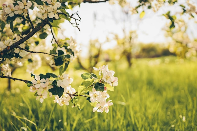 Árboles de manzana en flor en el jardín hermoso papel tapiz de la foto