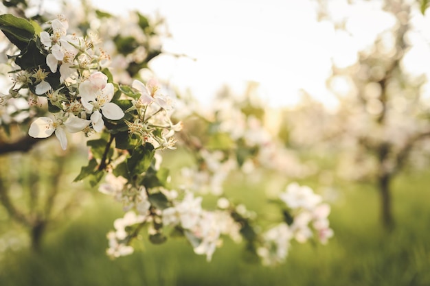 Árboles de manzana en flor en el jardín hermoso papel tapiz de la foto