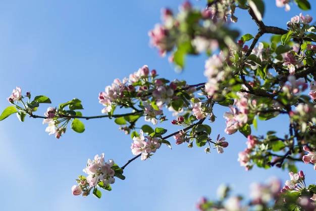 Árboles de manzana en flor