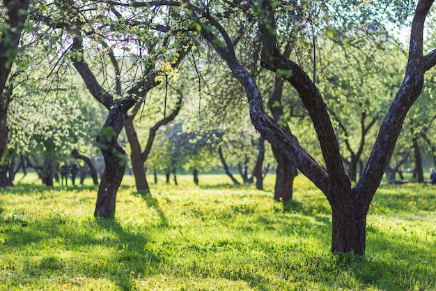 Árboles de manzana en flor