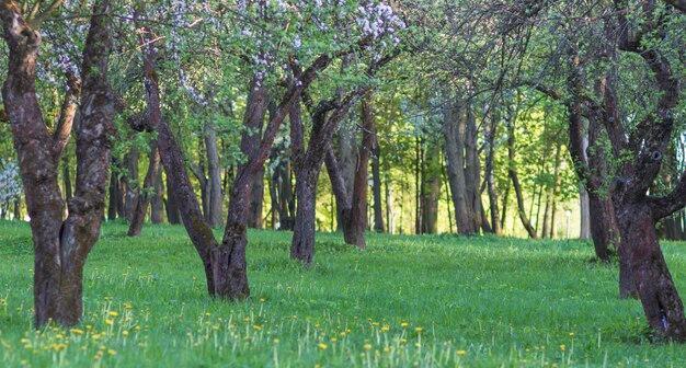 Árboles de manzana en flor