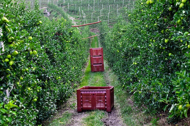 Árboles de manzana