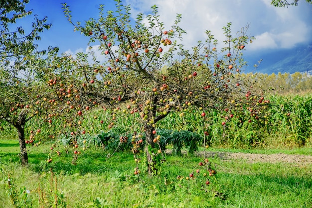 Árboles de manzana