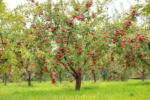 Árboles con manzanas rojas en un huerto.