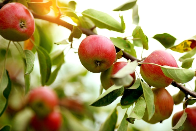 Árboles con manzanas rojas en un huerto.