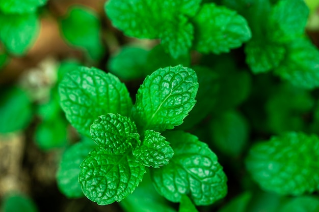 Árboles de menta fresca en el jardín de organig