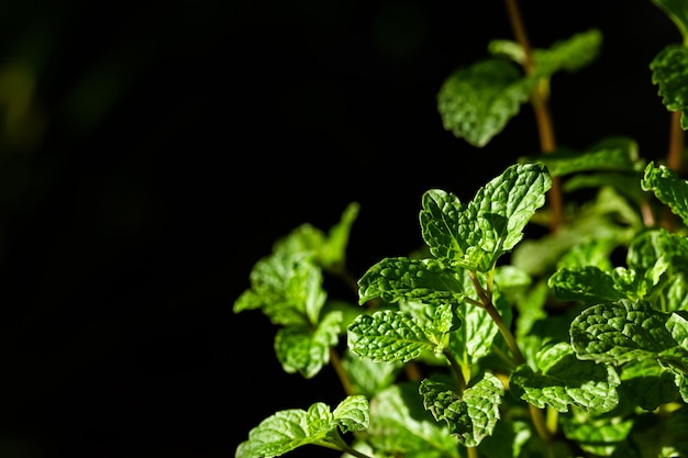 Árboles de menta fresca en organig garden