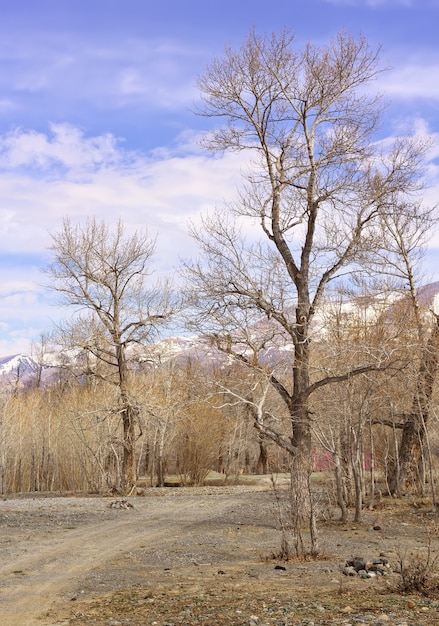 Árboles en las montañas de Altai Plantas desnudas en la primavera junto a la carretera en el valle de Chui