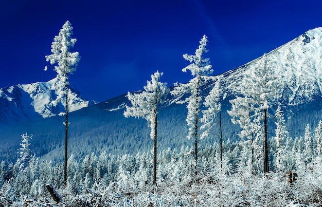 Árboles y montañas blancas nevadas en el fondo