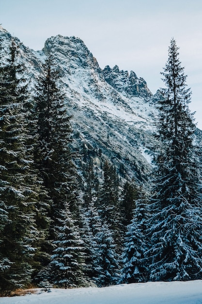 Árboles de las montañas cubiertos de nieve. Los árboles están congelados. Para el fondo.