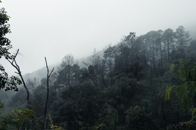 Árboles y montañas en días lluviosos y niebla.