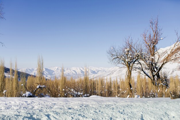 Árboles en las montañas en invierno