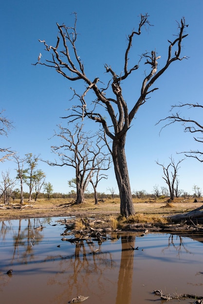 Árboles muertos cerca de un abrevadero Savuti Botswana