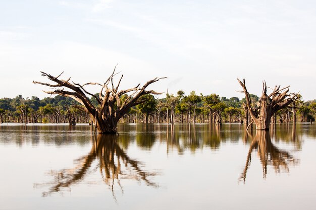 Árboles muertos en Igarape en el río Amazonas