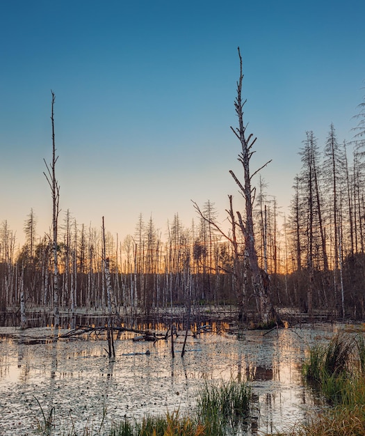 Árboles muertos que sobresalen del pantano