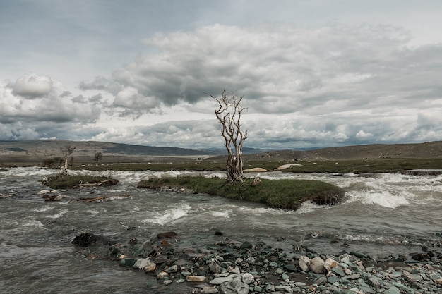 Árboles muertos entre el río de la montaña