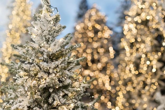 Árboles de Navidad con luces y nieve.