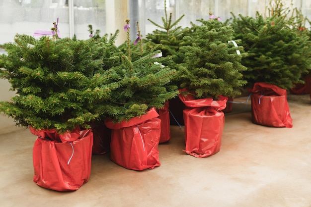 Árboles de Navidad en una maceta roja para la venta en un mercado para el crecimiento