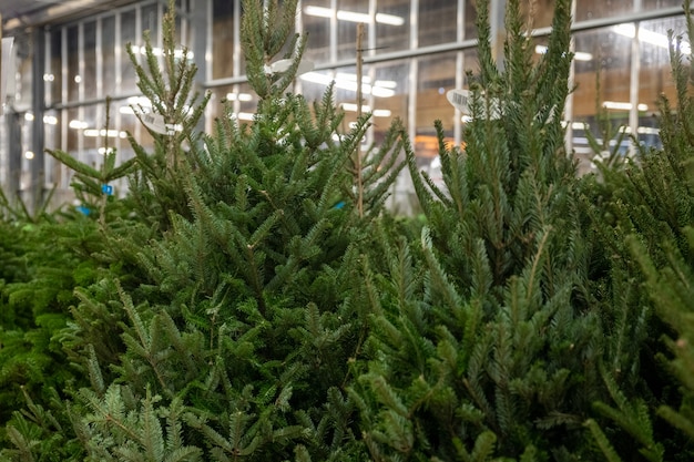 Árboles de Navidad a la venta en un mercado