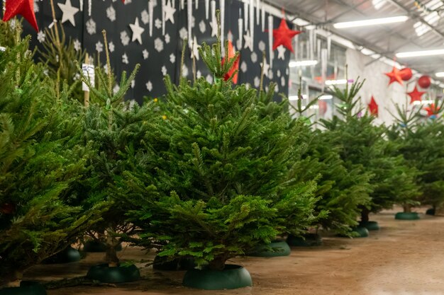 Árboles de Navidad a la venta en una tienda