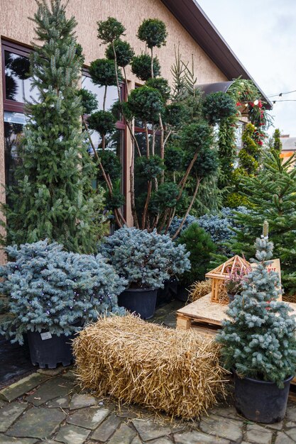 Árboles de Navidad verdes en la calle cerca de la casa Patio decorado festivamente para las decoraciones navideñas de Año Nuevo de la fachada de la casa