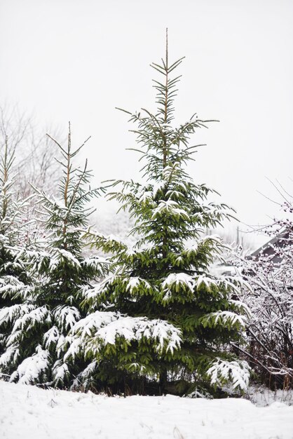 Árboles de Navidad verdes en la nieve Paisaje de invierno