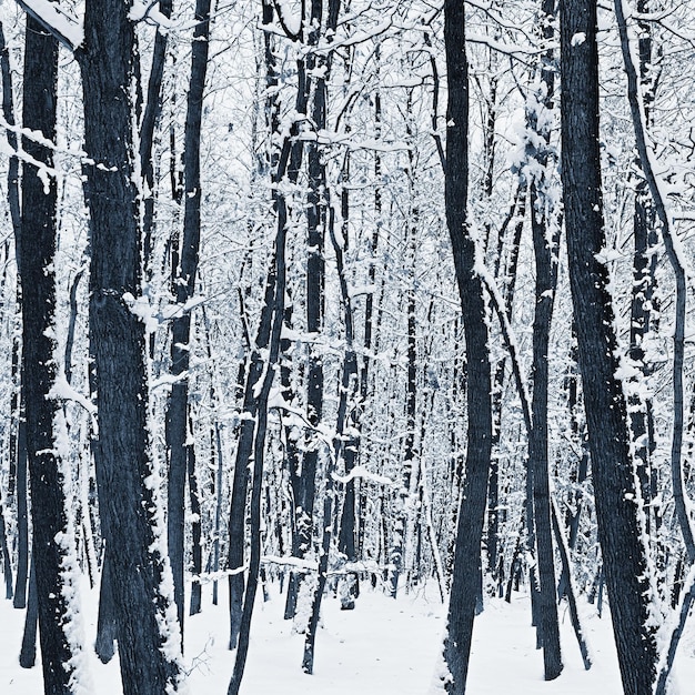 Árboles nevados en el bosque Hermoso concepto para la naturaleza y el bosque de invierno