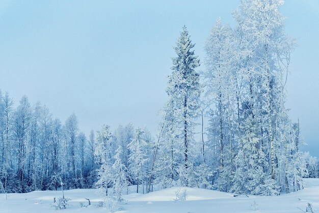 Árboles nevados del campo en invierno Rovaniemi, Laponia, Finlandia.