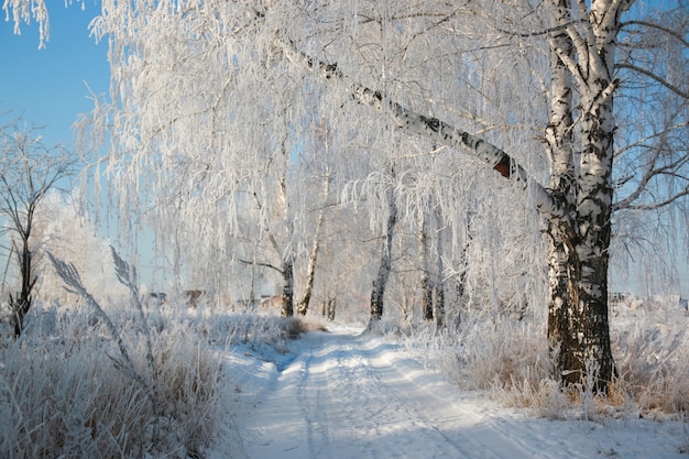 Árboles nevados y nieve en invierno, Siberia