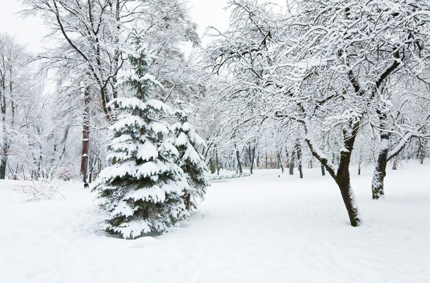 Árboles nevados en el parque de la ciudad de invierno