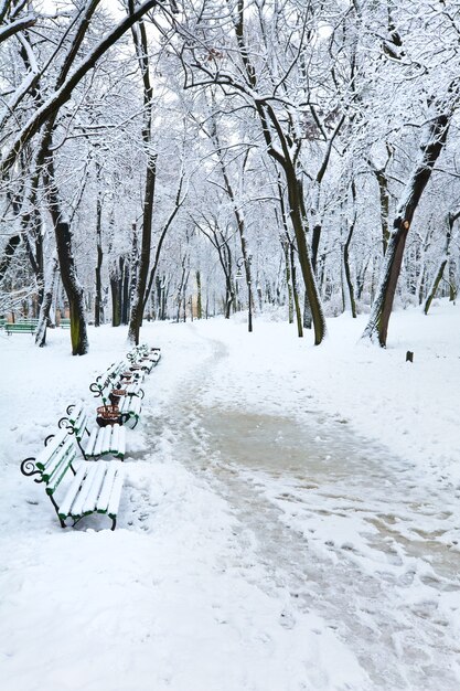 Árboles nevados en el parque de la ciudad de invierno