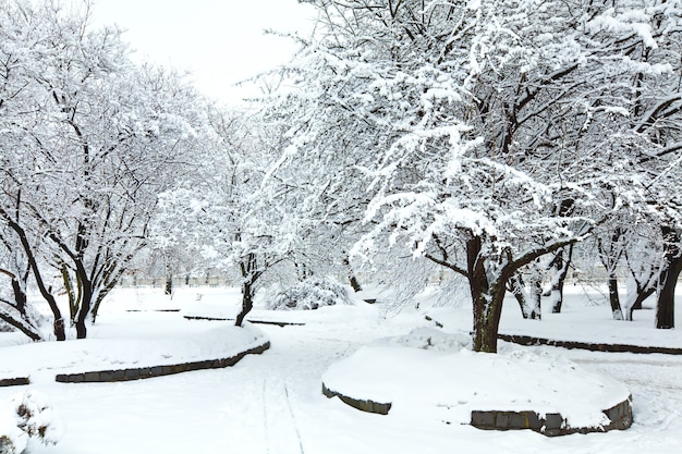 Árboles nevados en el parque de la ciudad de invierno