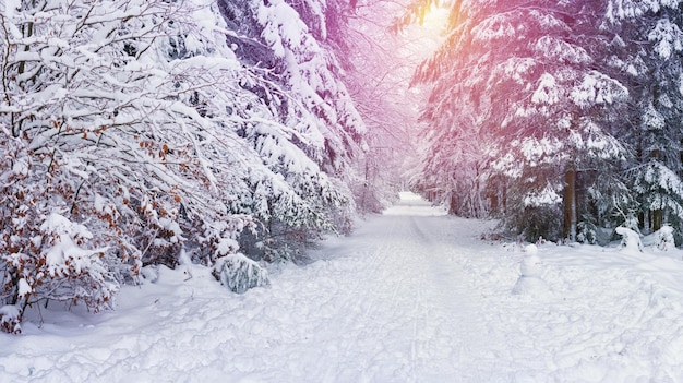 Árboles nevados en el parque de la ciudad Puesta de sol