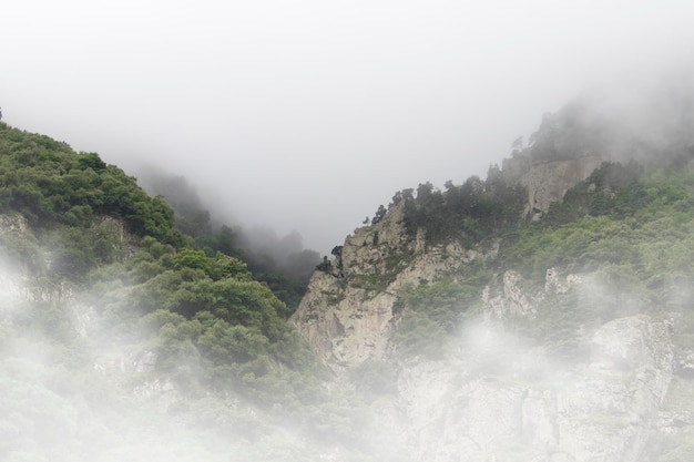 Árboles en la niebla de los acantilados.