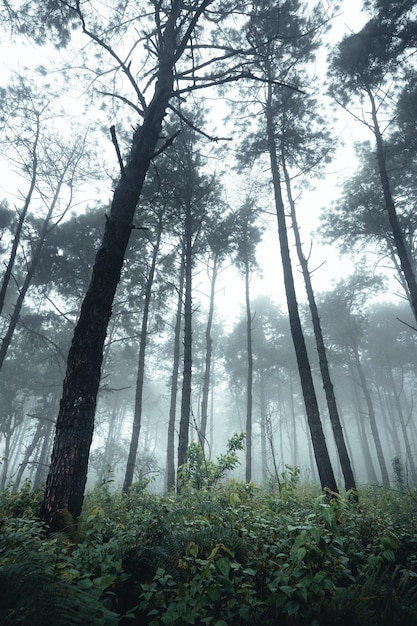 Árboles en la niebla, bosque de paisaje salvaje con pinos