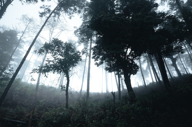 Árboles en la niebla, bosque de paisaje salvaje con pinos