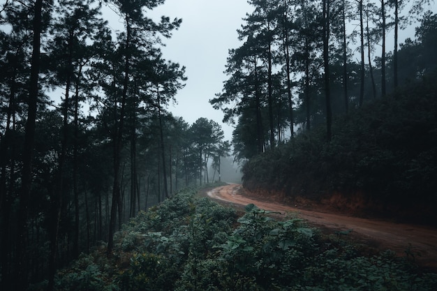 Árboles en la niebla, bosque de paisaje salvaje con pinos