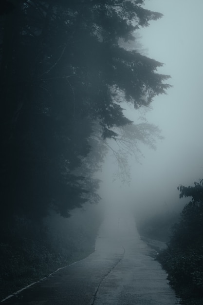 Árboles en la niebla, bosque de paisaje salvaje con pinos