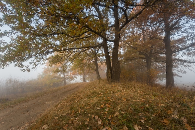 Árboles en la niebla. licencia de otoño