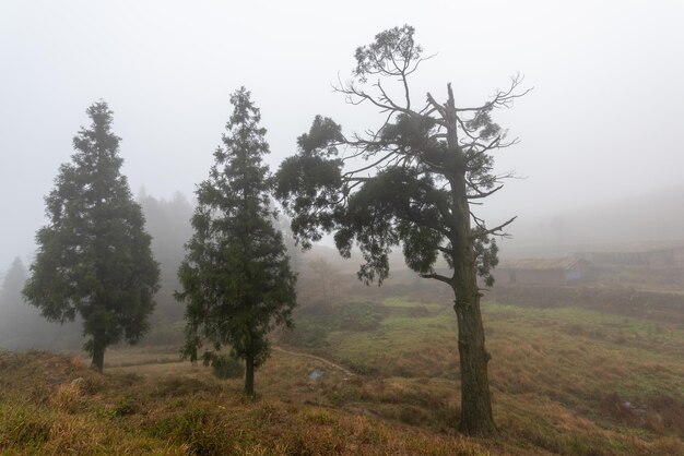 Árboles en la niebla y prados amarillos