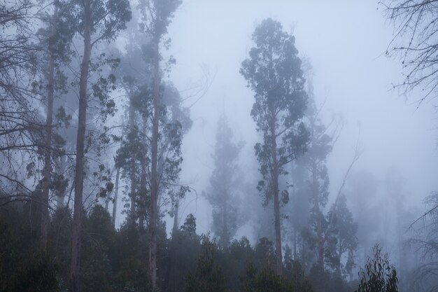 Árboles en la niebla