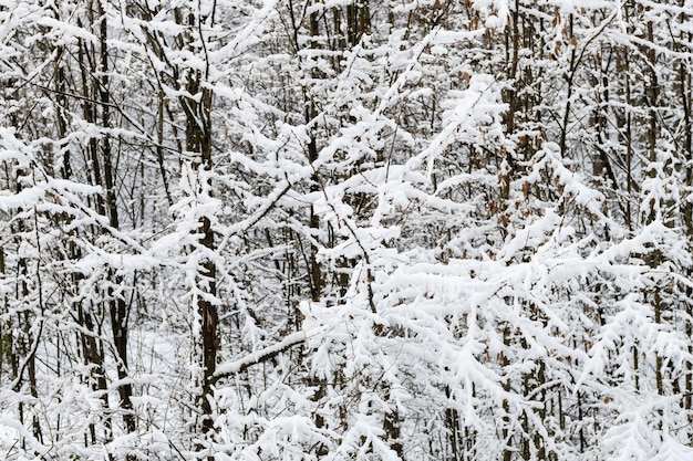 Árboles bajo la nieve. Bosque helado. paisaje de invierno.