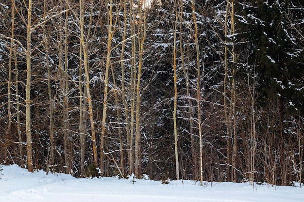 Árboles en la nieve de cerca fotografía forestal