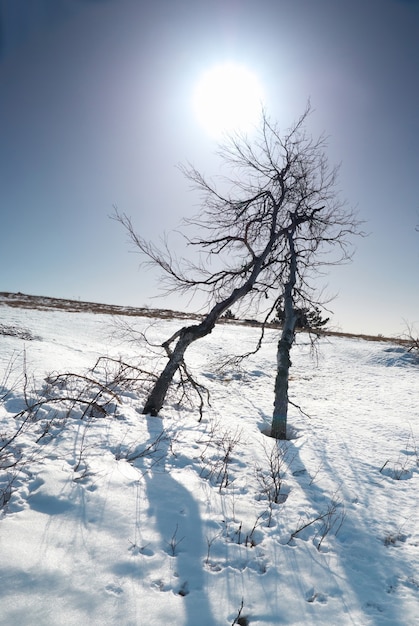 Árboles bajo la nieve con estrella de sol.