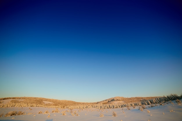 Árboles en la nieve en invierno contra el fondo de cielo azul al atardecer